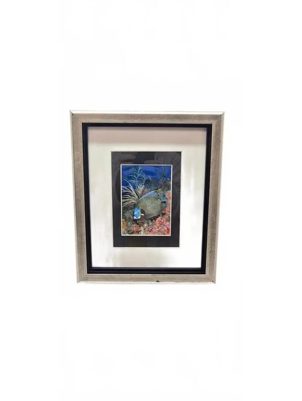 Framed French Angelfish Underwater Photograph by Valda Bromfield